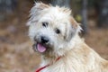 Soft Coated Wheaten Terrier mixed breed dog Royalty Free Stock Photo
