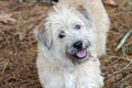 Soft Coated Wheaten Terrier mixed breed dog Royalty Free Stock Photo