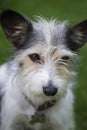 Scruffy Terrier Royalty Free Stock Photo