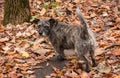 Scruffy Old Terrier on Autumn Trail Making Eye Contact