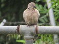 Scruffy Tobacco Dove on a perch