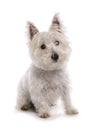 Scruffy westie west highland white terrier Royalty Free Stock Photo