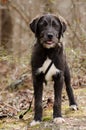 Scruffy wirehaired Terrier mixed breed dog Royalty Free Stock Photo