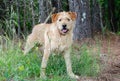 Scruffy Wirehaired Terrier Mixed Breed Dog Royalty Free Stock Photo