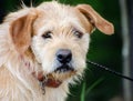 Scruffy Wirehaired Terrier Mixed Breed Dog Royalty Free Stock Photo