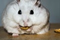 A scrumptious pistacchio nut eaten by a hamster sitting on a wooden chair Royalty Free Stock Photo