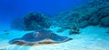 Underwater photo and close up with a huge stingray