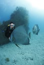 Scuba Diver admiring Gray Angelfish Royalty Free Stock Photo