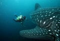 Scuba diver approaching whale shark in galapagos i Royalty Free Stock Photo