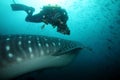 Scuba diver approaching whale shark in galapagos i Royalty Free Stock Photo