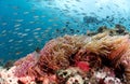 Scuba diver behind beautiful coral reef and anemone