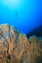 Scuba Diver in blue water over coral reef Royalty Free Stock Photo