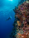 Diver photographing spectacular coral wall Royalty Free Stock Photo