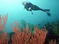 A Scuba Diver & Colorful Sea Rod off the Island of St. Lucia