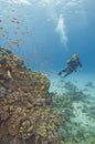 Scuba diver on a coral reef Royalty Free Stock Photo