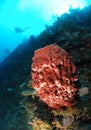 Scuba diver and coral reef Royalty Free Stock Photo