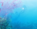 Scuba diver at coral reef