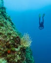 Scuba diver with coral