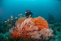 Scuba diver and corals Royalty Free Stock Photo