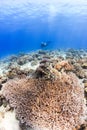 SCUBA diver and corals Royalty Free Stock Photo