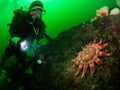 A scuba diver discovers a huge Common Sunstar starfish in St Abbs, Scotland. Royalty Free Stock Photo