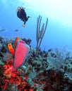 A Scuba Diver Encounters a Bright Azure Vase Sponge Royalty Free Stock Photo