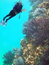 A Scuba Diver Enjoys the Coral Reef off Cabo San Lucas, Mexico Royalty Free Stock Photo