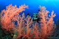 Scuba Diver explores Beautiful Coral Reef Royalty Free Stock Photo