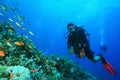 Scuba Diver explores Beautiful Coral Reef Royalty Free Stock Photo