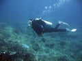 scuba diver explores coral reef philippines Royalty Free Stock Photo