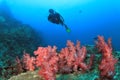 Scuba diver explores coral reef Royalty Free Stock Photo