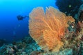 Scuba diver explores coral reef Royalty Free Stock Photo