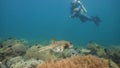 Scuba Diver underwater. Philippines, Mindoro. Royalty Free Stock Photo