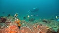 Scuba Diver underwater. Philippines, Mindoro. Royalty Free Stock Photo