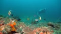 Scuba Diver underwater. Philippines, Mindoro. Royalty Free Stock Photo