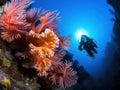 SCUBA diver on feather stars
