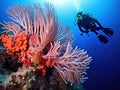 SCUBA diver on feather stars