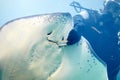 Scuba diver feeding Common stingray in the aquarium