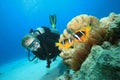 Scuba Diver finds Nemo