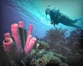 A Scuba Diver Floats Over Purple Tube Sponge off Bonaire, NA Royalty Free Stock Photo