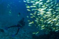 Scuba Diver with fish