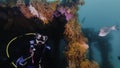 A scuba diver framed by Multicoloured seafans Royalty Free Stock Photo