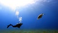 Scuba diver in full gear swimming underwater in a tropical ocean habitat chasing turtles Royalty Free Stock Photo