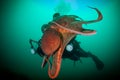 Scuba diver with giant octopus Royalty Free Stock Photo