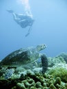 Scuba diver and green sea turtle Royalty Free Stock Photo
