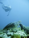 Scuba diver and green sea turtle Royalty Free Stock Photo