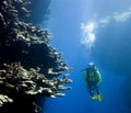 Scuba Diver looking at Coral Royalty Free Stock Photo