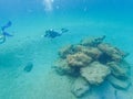 A scuba Diver looking at Reef fish swimming among the rock and coral reef in Blue Heron Bridge