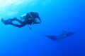 Scuba diver with manta ray at Socorro Island, Mexico Royalty Free Stock Photo