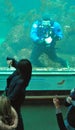 Scuba diver at Monterey Bay Aquarium cleaning II Royalty Free Stock Photo